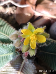 Acrotrema costatum