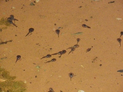 Phrynomantis annectens