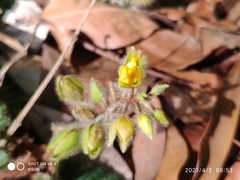 Acrotrema costatum