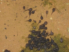 Phrynomantis annectens