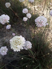 Armeria macrophylla