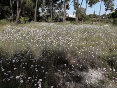 Armeria macrophylla