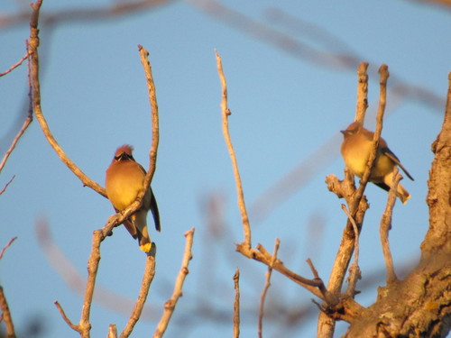 Cedar Waxwing photographed in Oklahoma