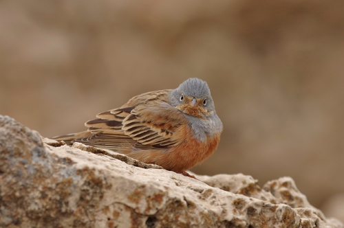 Cretzschmar's Bunting
