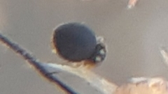 Sminthurinus elegans