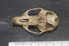 Peromyscus leucopus texanus