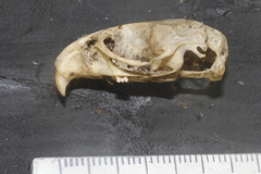 Peromyscus leucopus texanus