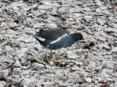 Gallinula chloropus