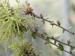 Quercus