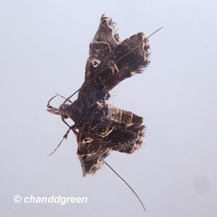 Nosphistica bisinuata