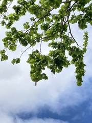 Alnus glutinosa
