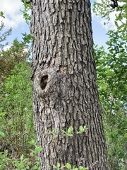 Alnus glutinosa