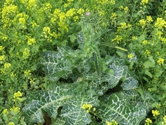 Silybum marianum