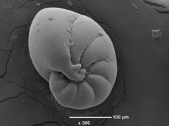 Nonionellina flemingi