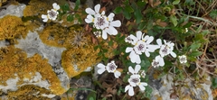 Iberis procumbens