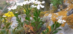 Iberis procumbens