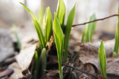 Allium ursinum