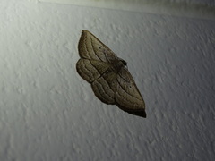 Nadagara xylotrema