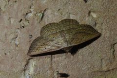 Nadagara xylotrema