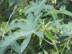 Ricinus communis
