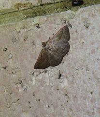 Nadagara xylotrema