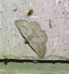 Nadagara xylotrema