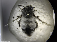 Anthophora canescens