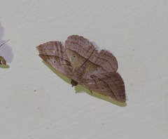 Nadagara xylotrema