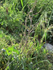 Lactuca tuberosa
