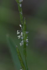 Glyceria notata