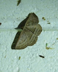 Nadagara xylotrema