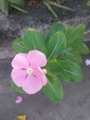 Catharanthus roseus