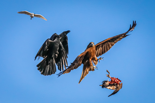 Large-Billed Crow