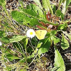 Colias croceus