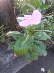 Catharanthus roseus