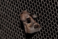 Pygmaeomorpha ocularis