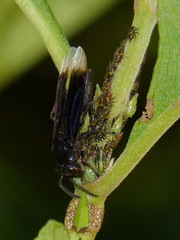 Parachartergus apicalis