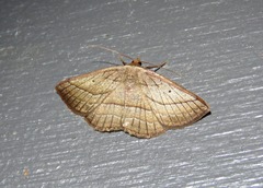 Nadagara xylotrema