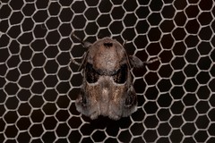 Pygmaeomorpha ocularis