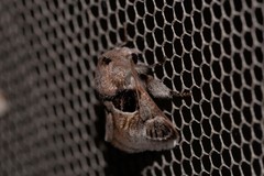 Pygmaeomorpha ocularis