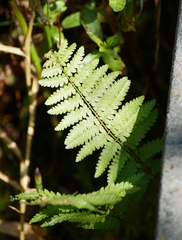 Osmundaceae