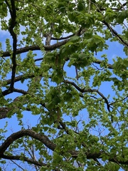 Alnus glutinosa
