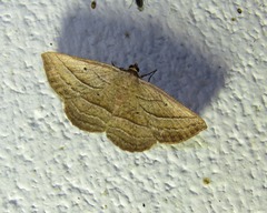 Nadagara xylotrema