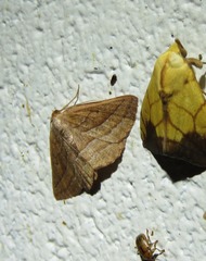 Nadagara xylotrema
