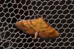 Orphanostigma abruptalis