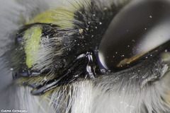 Anthophora canescens