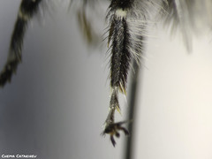 Anthophora canescens