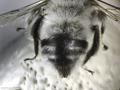 Anthophora canescens