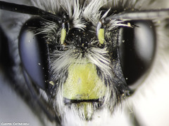 Anthophora canescens