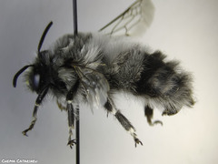 Anthophora canescens